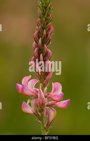 Sainfoin comune Onobrychis viciifolia in fiore Foto Stock