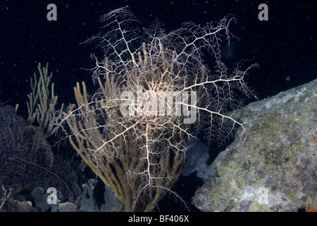 Cestello Starfish di notte Astrophyton muricatum, si nutrono di plancton Foto Stock