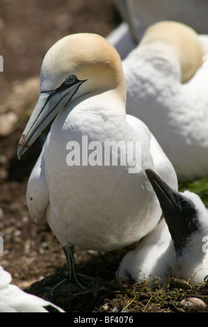 Gannett settentrionale con la sua chick in the rookery a Bonaventura isola in Québec, Canada. Foto Stock