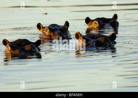 Stock Foto di un gruppo di ippopotami in il fiume Okavango Delta, il Botswana. Foto Stock