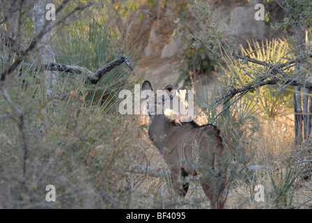 Foto di stock di un maggiore kudu (Tragelaphus strepsiceros) mucca in piedi in mezzo al bosco, Chitabe, Okavango Delta, il Botswana. Foto Stock