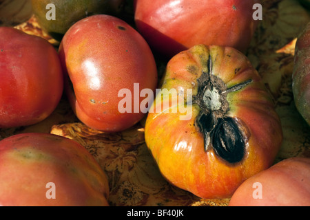 Splendidamente colorati cimelio di imperfetta pomodori esposti per la vendita nell'Unione agricoltori piazza mercato verde a Manhattan Foto Stock