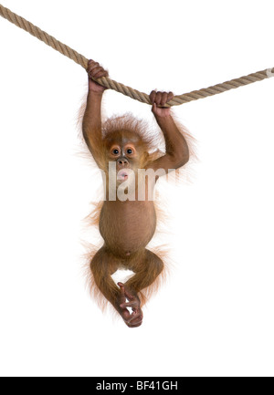 Baby Orangutang Sumatra, 4 mesi di età, appeso a una fune di fronte a uno sfondo bianco, studio shot Foto Stock