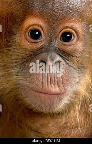 Close-up verticale Baby Orangutang Sumatra, 4 mesi di età Foto Stock