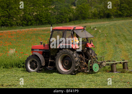 Il taglio di un prato fiorito e campo di papavero, con cicogna bianca Ciconia ciconia alimentazione. Nr Baraolt, Transilvania. Foto Stock