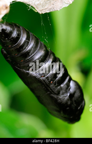 Primo piano di una singola nero larva pupa larvale appendere pronto per berlina metamorfosi lifecycle Foto Stock