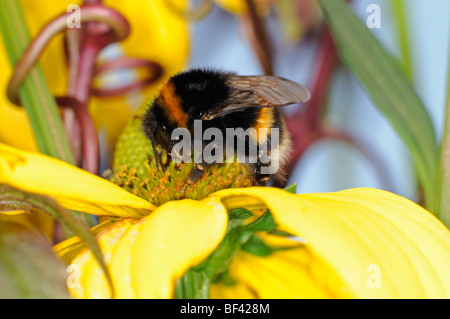 Il miele delle api di alimentazione alimentazione bere il nettare polline impollinazione impollinazione singolo lone uno rudbeckia flower bloom blossom Foto Stock