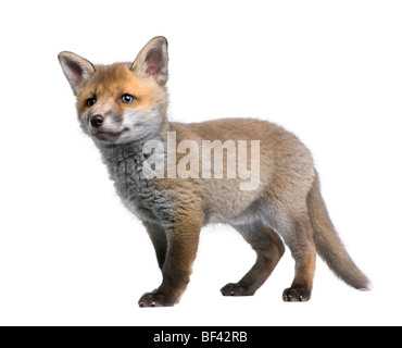 Red Fox cub Vulpes vulpes, 6 settimane, in piedi di fronte a uno sfondo bianco, studio shot Foto Stock