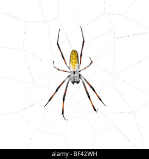Golden Orb-web spider in spider web, inaurata Nephila madagascariensis, contro uno sfondo bianco Foto Stock