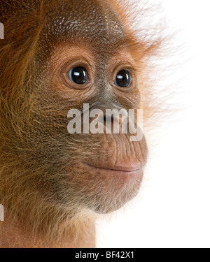 Close-up verticale Baby Orangutang Sumatra, 4 mesi di età, di fronte a uno sfondo bianco, studio shot Foto Stock