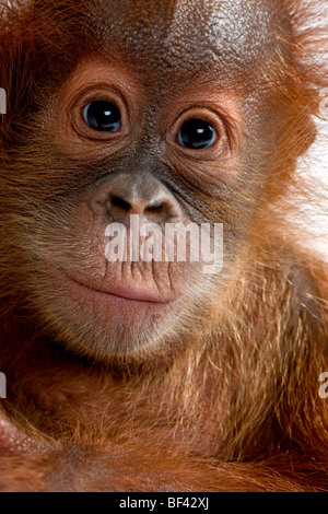 Close-up verticale Baby Orangutang Sumatra, 4 mesi di età Foto Stock