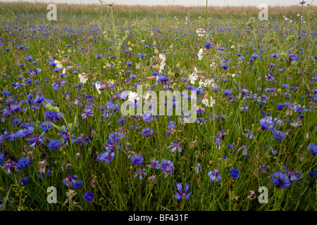 Straordinariamente fiorito di campi di striscia, piena di Cornflowers centaurea cyanus, bianco campion, grande pianoforte, Monte Sibillini Foto Stock