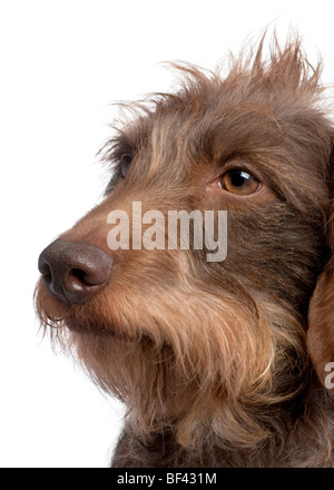 Il filo marrone con capelli bassotto, 3 anni, di fronte a uno sfondo bianco, studio shot Foto Stock