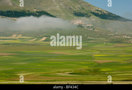 Straordinariamente fiorito di campi di striscia, pieno di erbacce cornfield, il grande pianoforte, Monte Parco Nazionale dei Monti Sibillini, Italia. Foto Stock