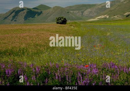 Straordinariamente fiorito di campi di striscia, pieno di erbacce cornfield, il grande pianoforte, Monte Parco Nazionale dei Monti Sibillini, Italia. Foto Stock