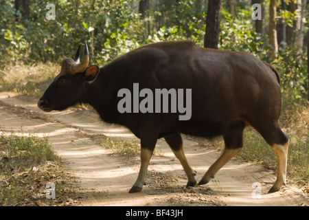 Parco Nazionale di Kanha India indiano Gaur Bison [Bos gaurus] Foto Stock