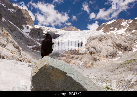 Gracchio alpino o giallo-fatturati CHOUGH Pyrrhocorax graculus sul ghiacciaio bianco, Parco Nazionale degli Ecrins, sulle Alpi francesi, Francia Foto Stock
