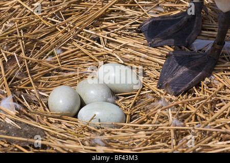 Uova nel nido dei cigni Abbotsbury Swannery Dorset Inghilterra Foto Stock