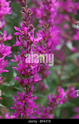 Purple Loosestrife - Lythrum virgatum 'Dropmore viola' Foto Stock