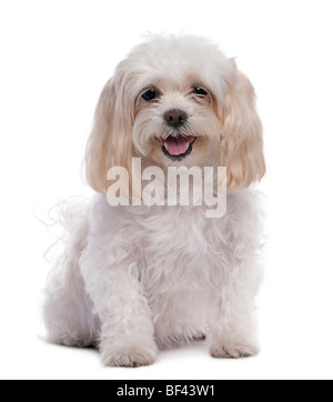 Cane Maltese, 11 anni, seduti di fronte a uno sfondo bianco, studio shot Foto Stock