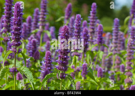 Ape su fiori viola Foto Stock