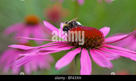 Echinacea Purpurea con un molto contenti Bumble Bee nello Yorkshire, Regno Unito Foto Stock