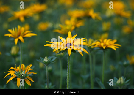 Rudbeckia morbide nel sole estivo Foto Stock