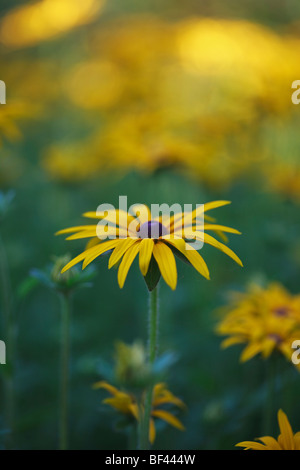 Rudbeckia morbide nel sole estivo Foto Stock