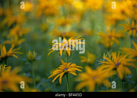 Rudbeckia morbide nel sole estivo Foto Stock