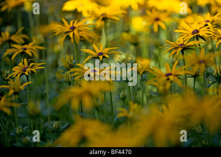 Rudbeckia morbide nel sole estivo Foto Stock