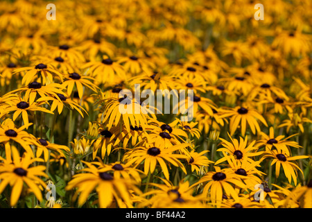 Rudbeckia morbide nel sole estivo Foto Stock