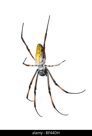 Golden orb-web spider, inaurata Nephila madagascariensis, di fronte a uno sfondo bianco, studio shot Foto Stock