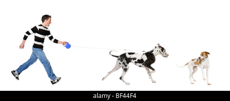 Uomo che cammina il suo Alano cane, 4 anni, di fronte a uno sfondo bianco, studio shot Foto Stock