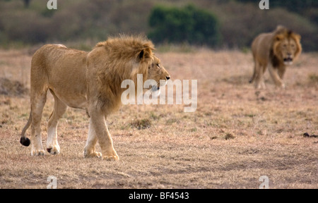 Fratelli di Leone Foto Stock