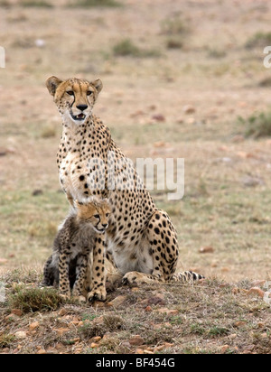 Ghepardo con il suo cucciolo Foto Stock