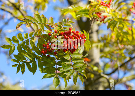 Sorbus Commixta 'Giapponese Rowan' contro un luminoso cielo blu Foto Stock