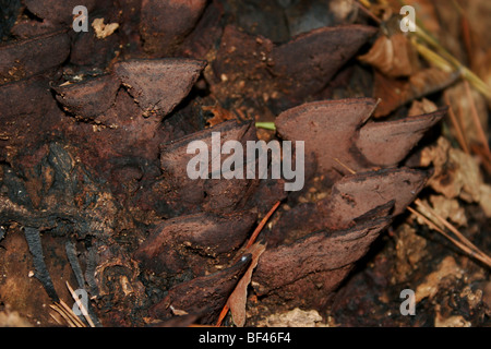 I funghi che crescono su morti pino, Richmond, Virginia Foto Stock