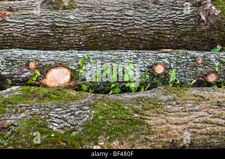 Impilati Farnia (Quercus robur) tronchi di alberi - sud Touraine, Francia. Foto Stock