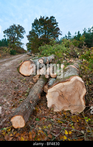 Abbattuto Farnia (Quercus robur) tronco di albero - sud Touraine, Francia. Foto Stock