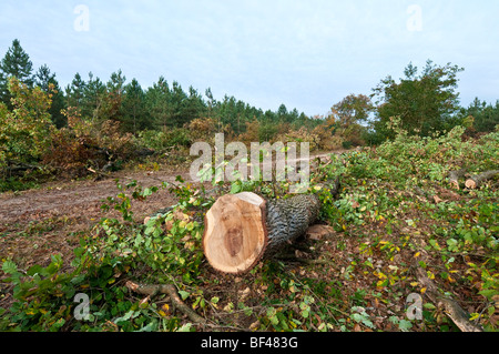 Abbattuto Farnia (Quercus robur) tronco di albero - sud Touraine, Francia. Foto Stock