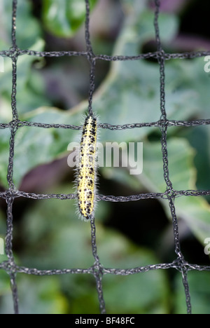 Caterpillar larve di Grande Farfalla bianca strisciando su un giardino di protezione net Foto Stock