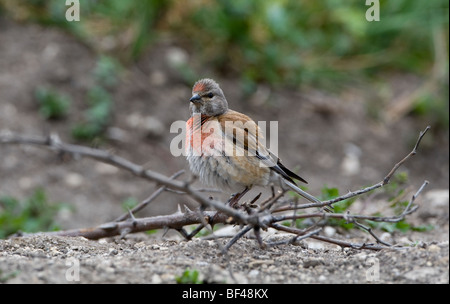 Linnet comune (Carduelis cannabina) appollaia Foto Stock