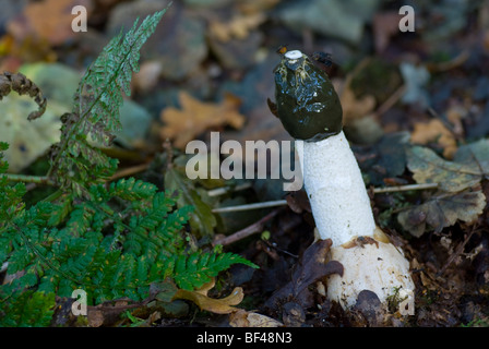 Il comune di fungo stinkhorn (Phallus impudicus) Foto Stock