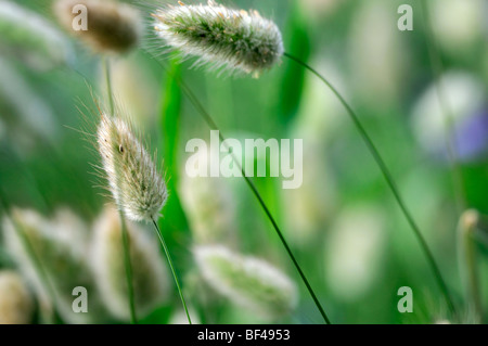 Lagurus ovatus lepri coda giardino di erba erbe perenni impianto architettonico piantagione Foto Stock