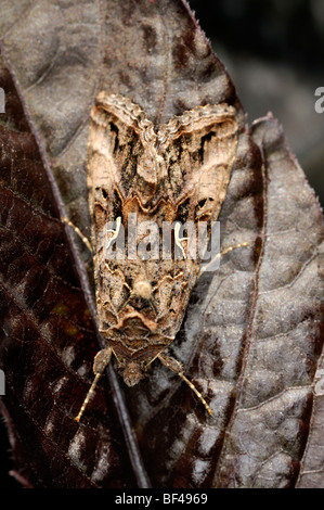 Falena marrone su una foglia marrone camouflage blend nascosta in background difficile vedere Foto Stock