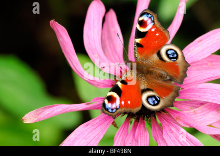 Farfalla pavone (Inachis io) alimentazione alimentazione bere il nettare da echinacea purpurea flower bloom blossom Foto Stock