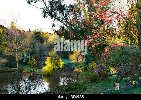 Magnolia sprengeri 'Marwood molla' all'alba in Marwood Hill Gardens, North Devon Foto Stock