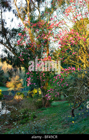 Magnolia sprengeri 'Marwood molla' all'alba in Marwood Hill Gardens, North Devon Foto Stock