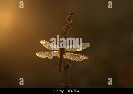 Dragonfly in inizio di mattina di sole Foto Stock