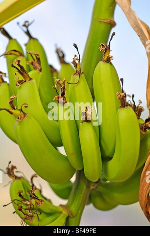 Banane su albero Foto Stock